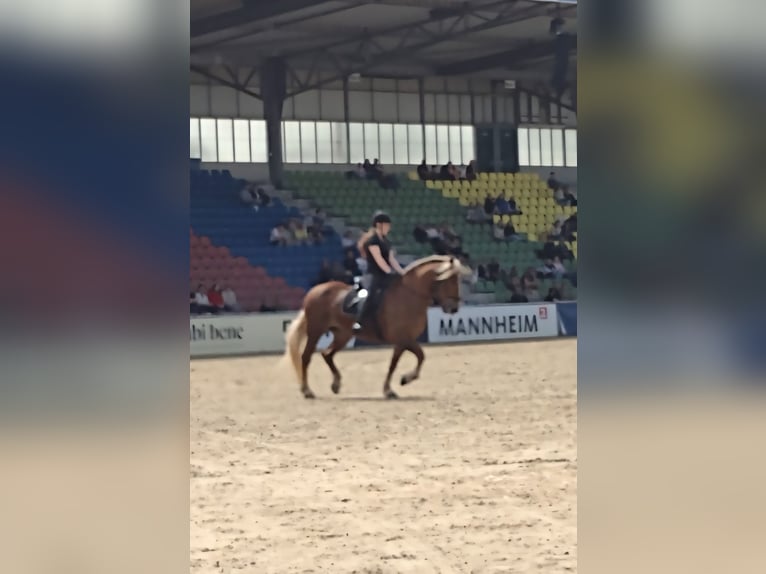 Trait de la Forêt Noire Jument 14 Ans 154 cm Alezan brûlé in Eberbach