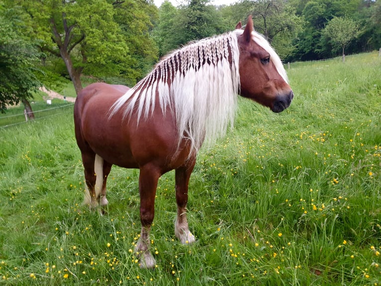Trait de la Forêt Noire Jument 14 Ans 154 cm Alezan brûlé in Eberbach