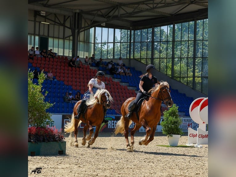 Trait de la Forêt Noire Jument 14 Ans 154 cm Alezan brûlé in Eberbach