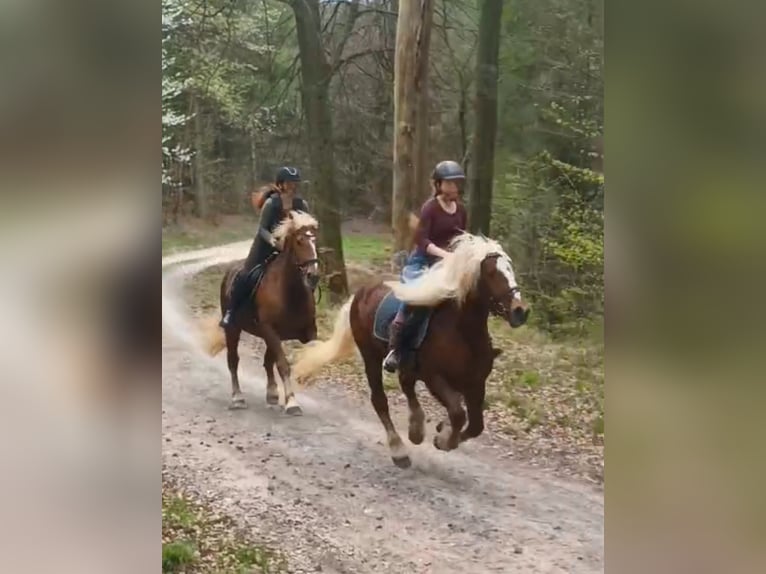 Trait de la Forêt Noire Jument 14 Ans 154 cm Alezan brûlé in Eberbach
