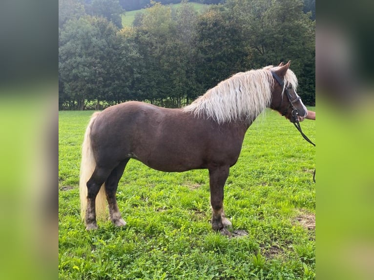 Trait de la Forêt Noire Jument 15 Ans Alezan brûlé in Glottertal