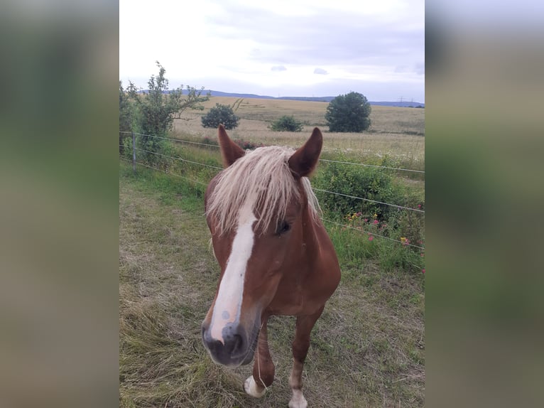 Trait de la Forêt Noire Jument 1 Année Alezan brûlé in Arnstadt