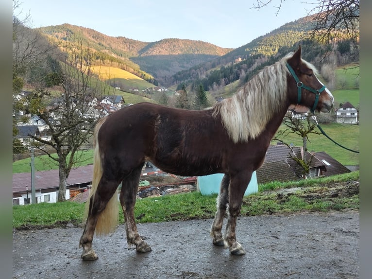 Trait de la Forêt Noire Jument 2 Ans 143 cm Alezan brûlé in Elzach