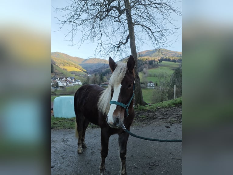 Trait de la Forêt Noire Jument 2 Ans 143 cm Alezan brûlé in Elzach