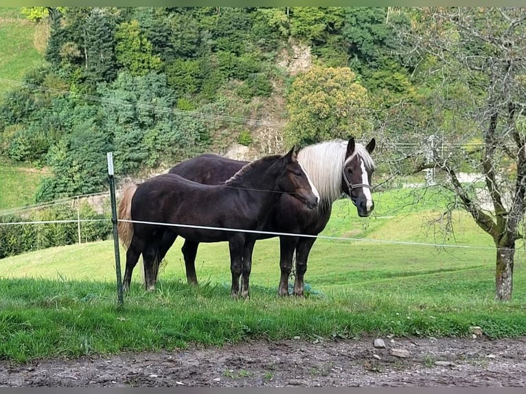 Trait de la Forêt Noire Jument 2 Ans 143 cm in Elzach