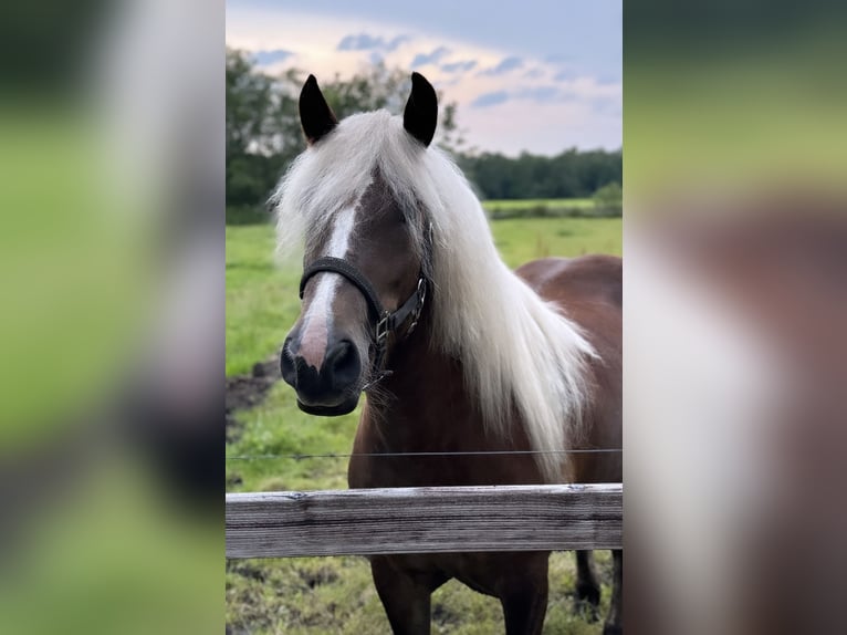 Trait de la Forêt Noire Jument 2 Ans 148 cm Alezan brûlé in Zuidwolde