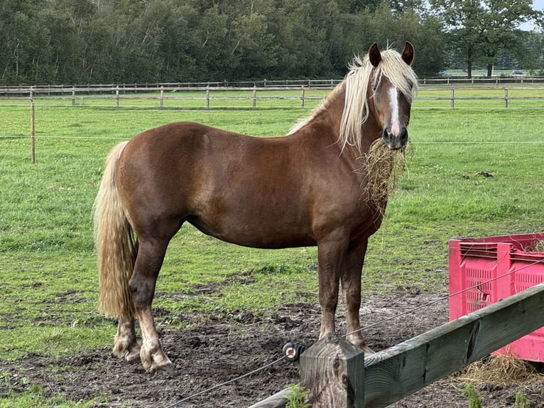 Trait de la Forêt Noire Jument 2 Ans 148 cm Alezan brûlé in Zuidwolde