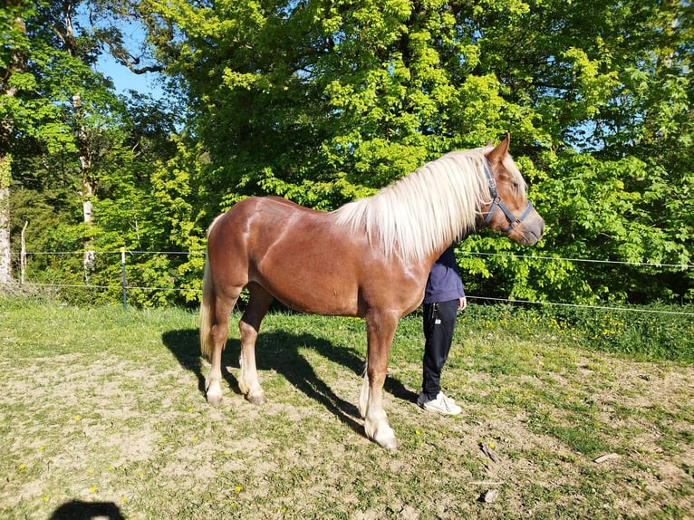 Trait de la Forêt Noire Jument 2 Ans Alezan brûlé in Ühlingen-Birkendorf