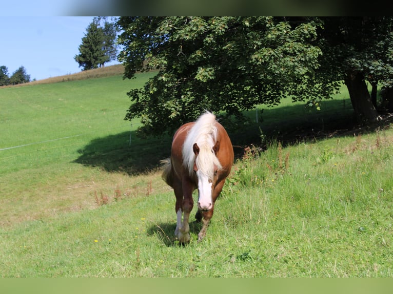 Trait de la Forêt Noire Jument 2 Ans Alezan in Gütenbach