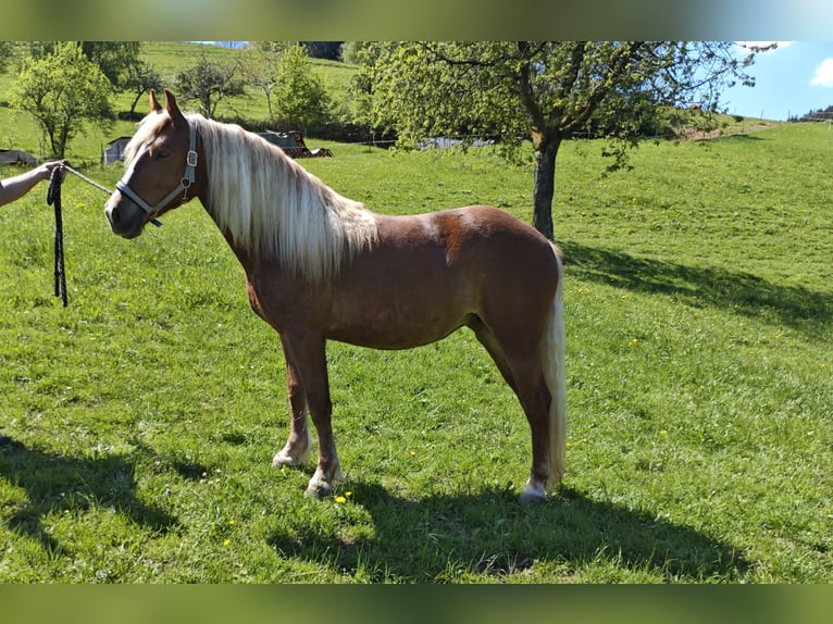 Trait de la Forêt Noire Jument 2 Ans Alezan in BiederbachElzach