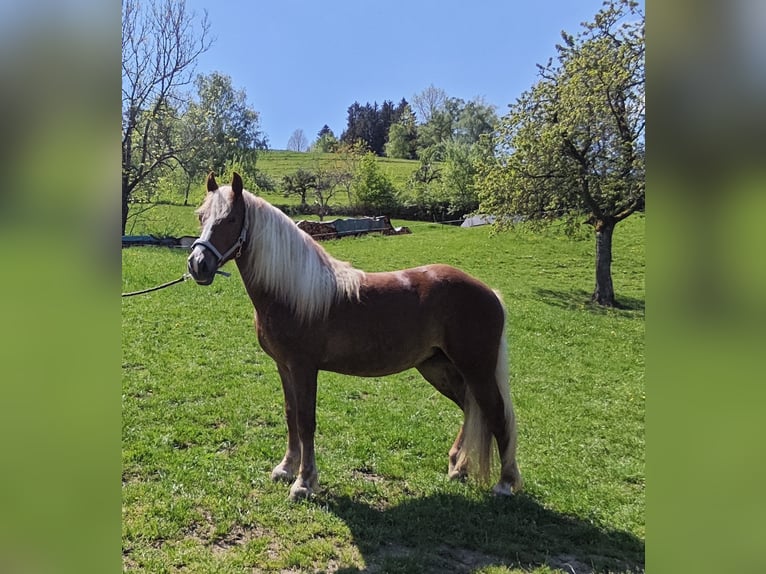 Trait de la Forêt Noire Jument 2 Ans Alezan in BiederbachElzach