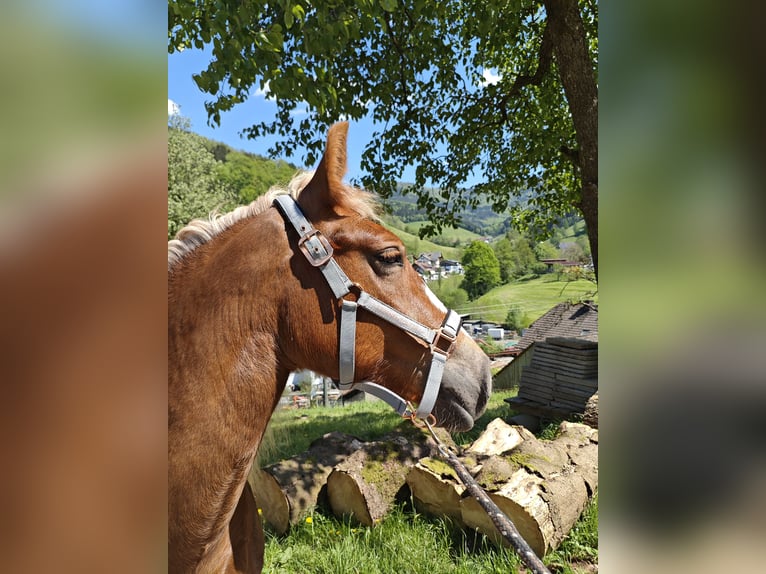 Trait de la Forêt Noire Jument 2 Ans Alezan in BiederbachElzach