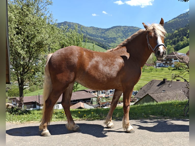 Trait de la Forêt Noire Jument 2 Ans Alezan in BiederbachElzach