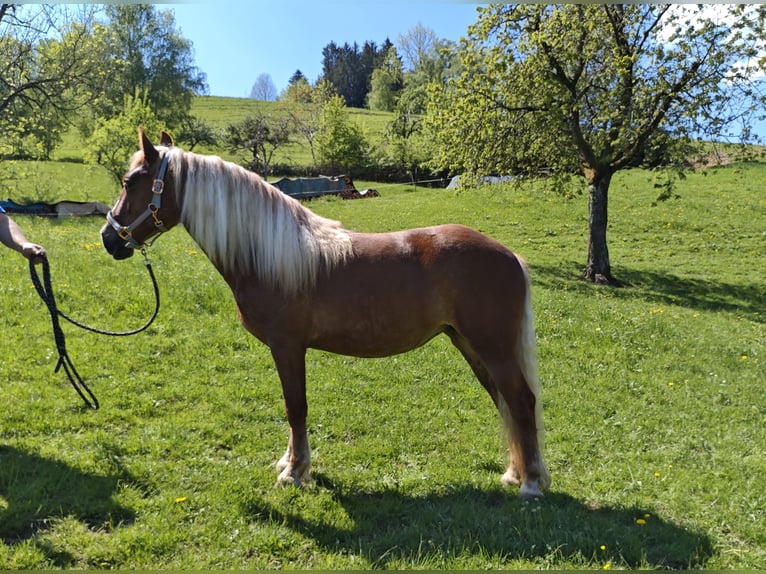 Trait de la Forêt Noire Jument 2 Ans Alezan in BiederbachElzach