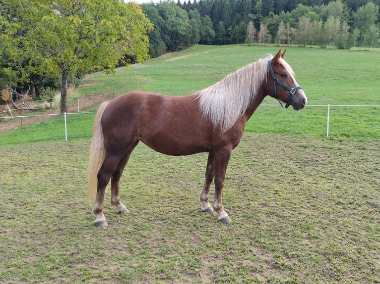 Trait de la Forêt Noire Jument 2 Ans Alezan in Elzach