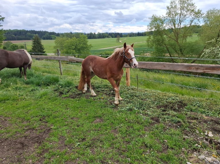 Trait de la Forêt Noire Jument 2 Ans  in Aalen