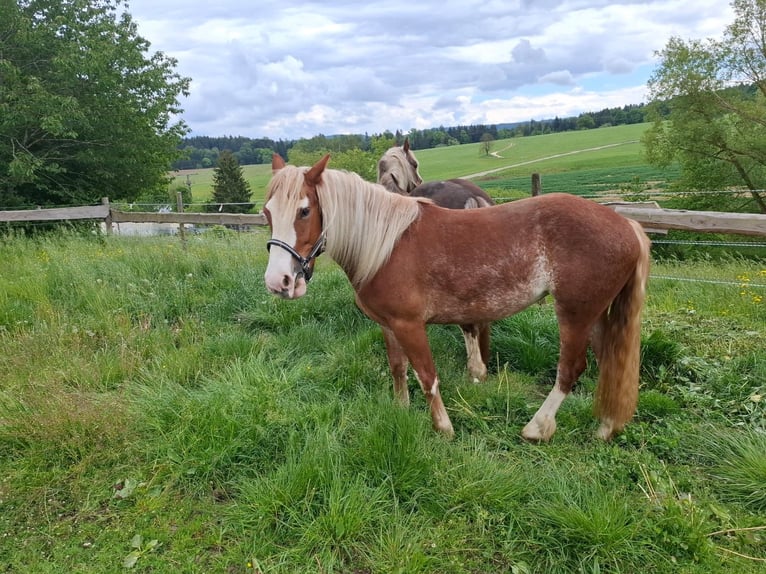 Trait de la Forêt Noire Jument 2 Ans  in Aalen