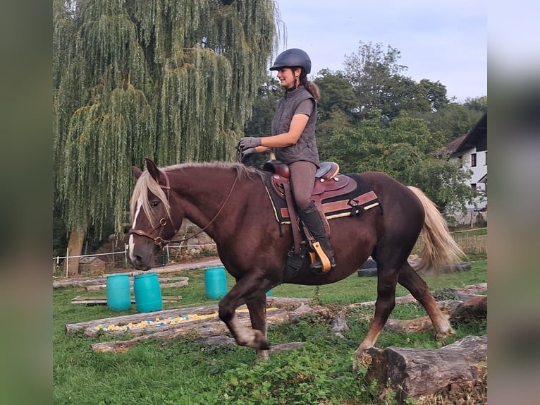 Trait de la Forêt Noire Jument 3 Ans 148 cm Alezan brûlé in Bayerbach