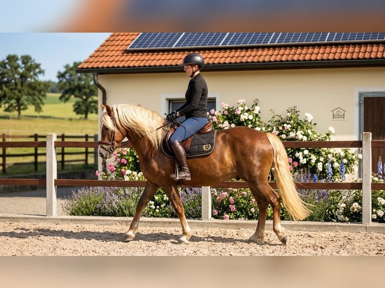 Trait de la Forêt Noire Jument 3 Ans 151 cm Alezan brûlé in Neuler