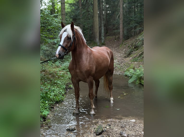 Trait de la Forêt Noire Jument 3 Ans 151 cm Alezan brûlé in Zachenberg