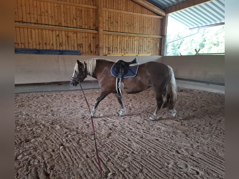 Trait de la Forêt Noire Jument 3 Ans 153 cm Alezan in Bretzfeld