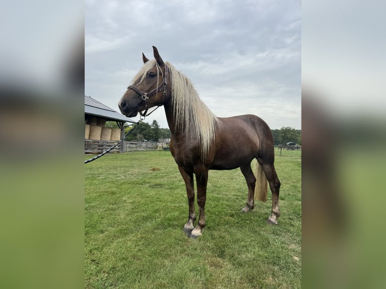 Trait de la Forêt Noire Jument 3 Ans 154 cm Alezan in Belfeld