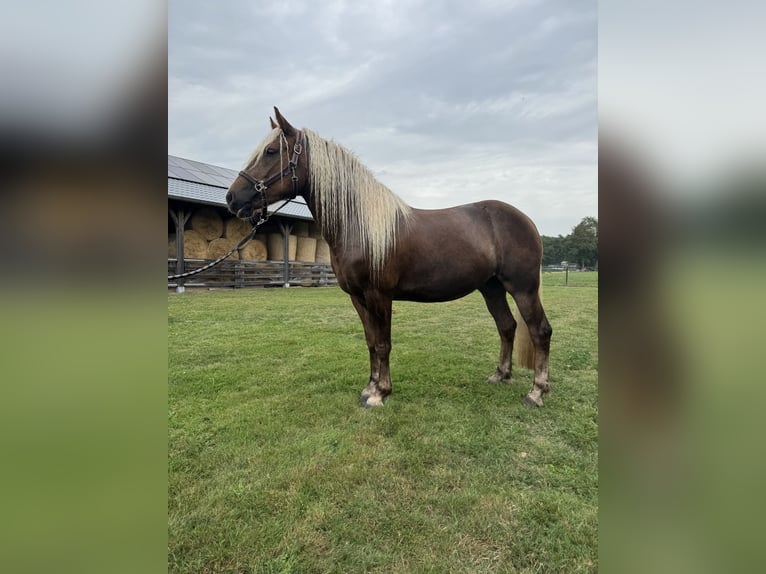 Trait de la Forêt Noire Jument 3 Ans 154 cm Alezan in Belfeld