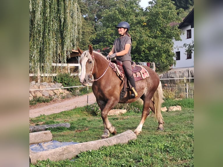 Trait de la Forêt Noire Croisé Jument 3 Ans 157 cm Alezan in Bayerbach
