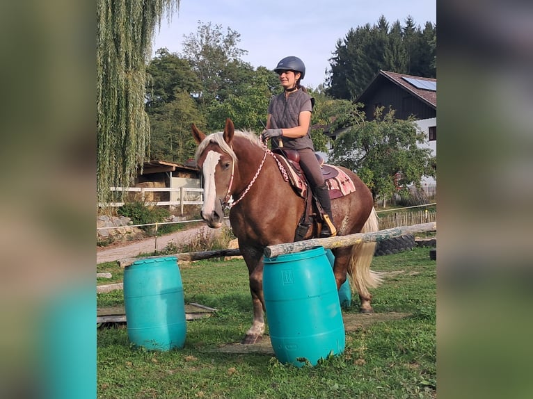 Trait de la Forêt Noire Croisé Jument 3 Ans 157 cm Alezan in Bayerbach