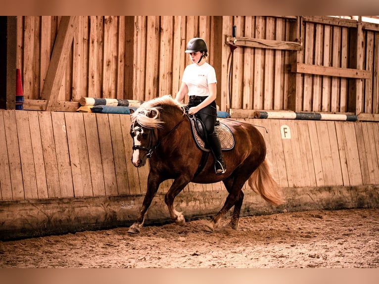 Trait de la Forêt Noire Jument 4 Ans 148 cm Alezan brûlé in Grünberg