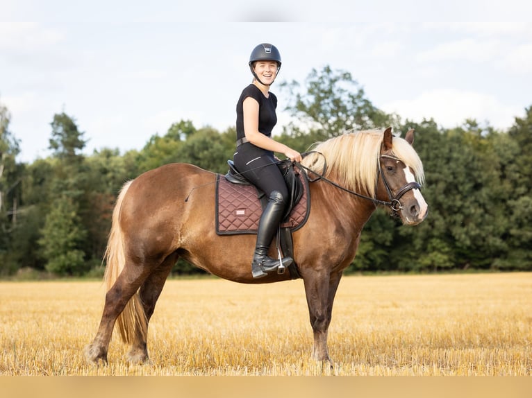 Trait de la Forêt Noire Jument 4 Ans 148 cm Alezan brûlé in Grünberg