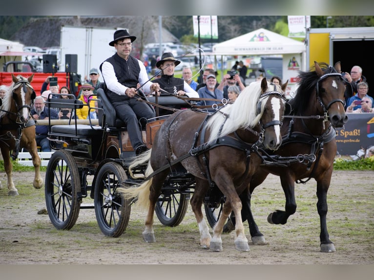 Trait de la Forêt Noire Jument 4 Ans 149 cm Alezan brûlé in Bonndorf im Schwarzwald