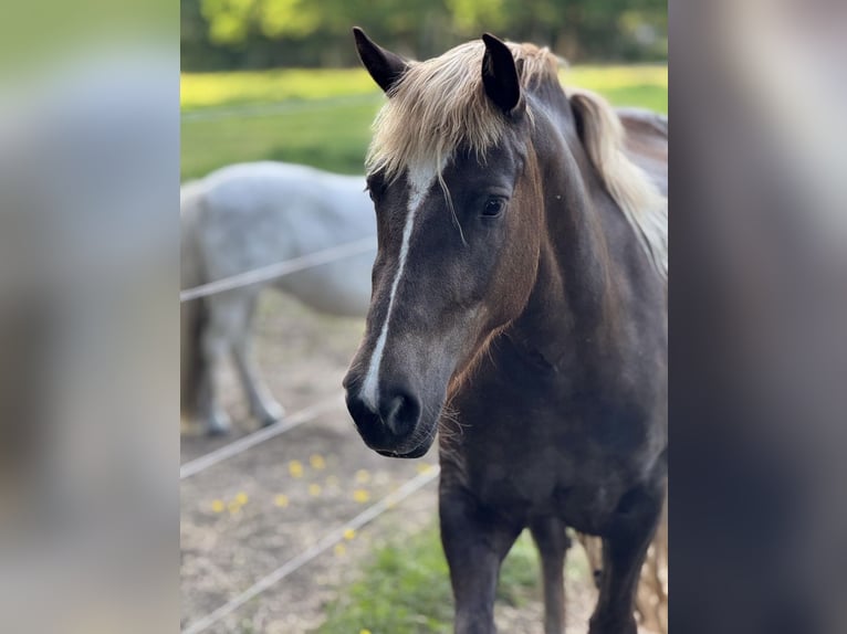 Trait de la Forêt Noire Jument 4 Ans 150 cm Alezan brûlé in Finsterwalde