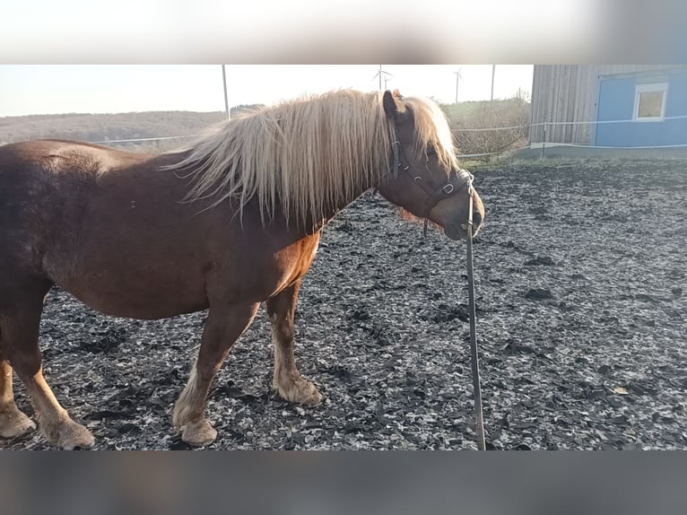 Trait de la Forêt Noire Jument 5 Ans 138 cm Alezan brûlé in Freisen