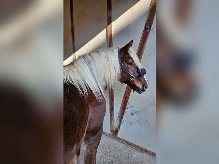 Trait de la Forêt Noire Jument 6 Ans 155 cm Alezan brûlé in Mudau