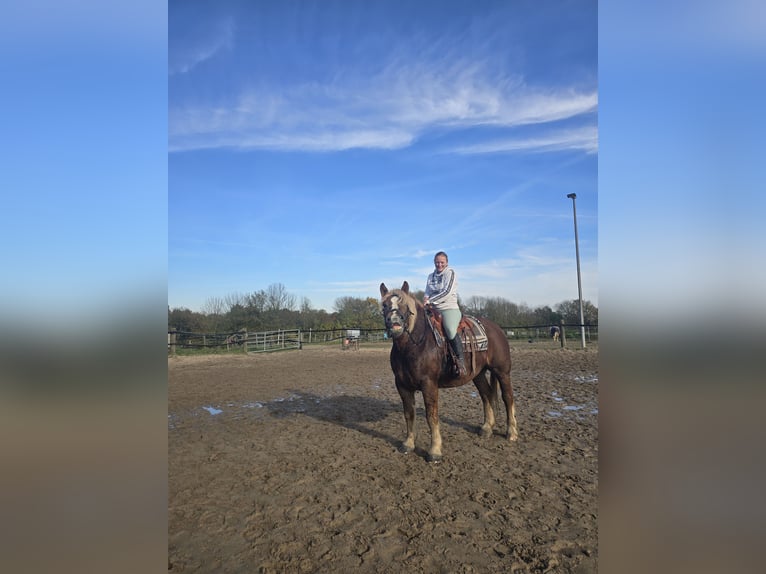 Trait de la Forêt Noire Croisé Jument 6 Ans 158 cm Alezan brûlé in Mülheim an der Ruhr