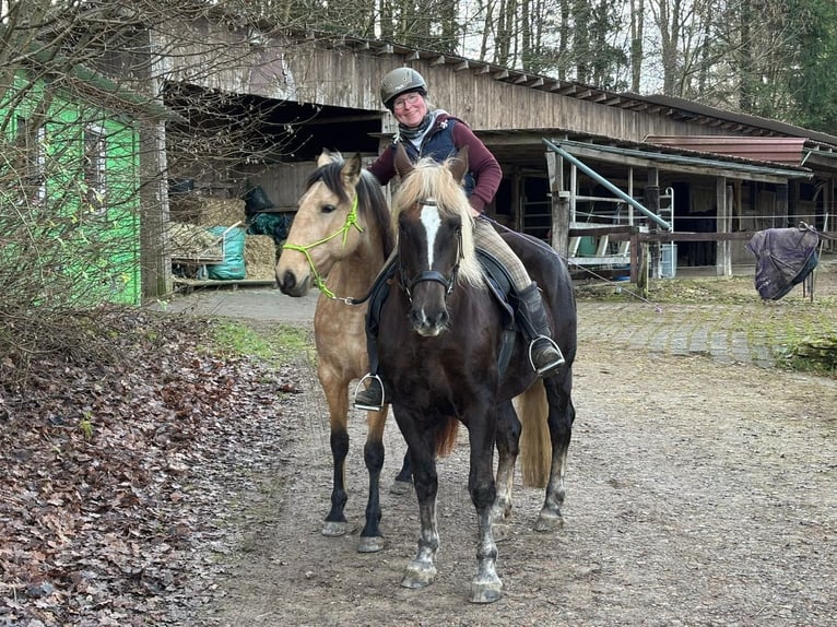 Trait de la Forêt Noire Jument 9 Ans 152 cm Alezan in Gunzenhausen