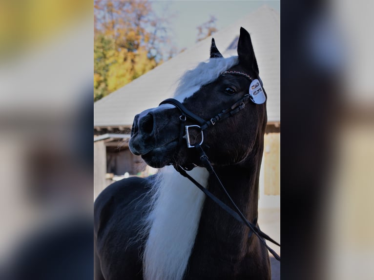 Trait de la Forêt Noire Jument 9 Ans 153 cm Alezan brûlé in Bad Wurzach