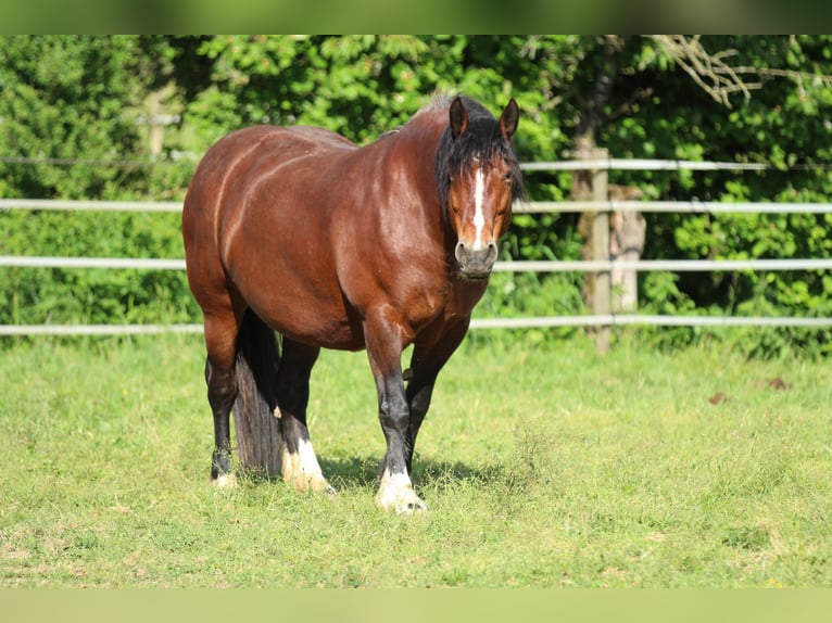Trait de la Forêt Noire Jument 9 Ans 154 cm Bai in Waldshut-Tiengen