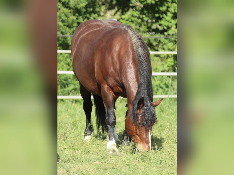Trait de la Forêt Noire Jument 9 Ans 154 cm Bai in Waldshut-Tiengen