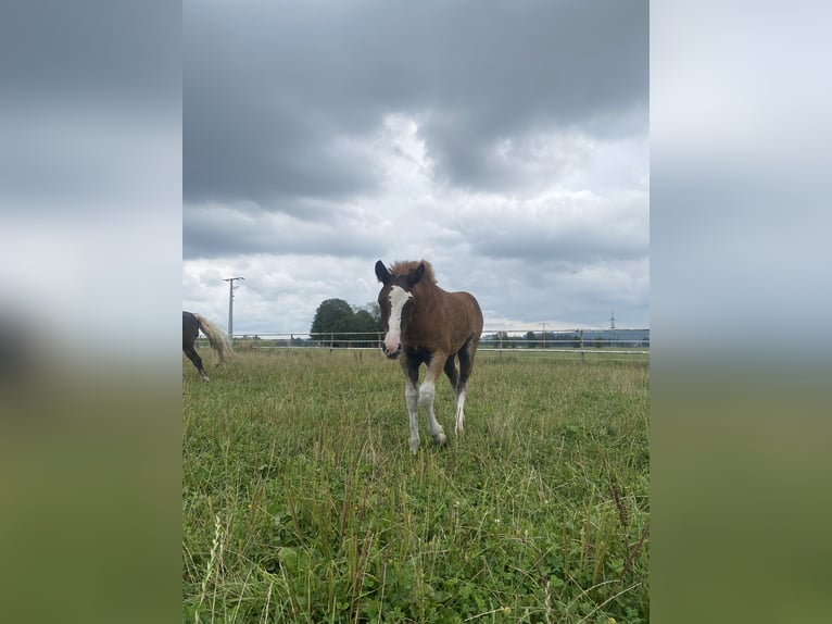 Trait de la Forêt Noire Jument Poulain (05/2024) Alezan brûlé in Bad Wurzach