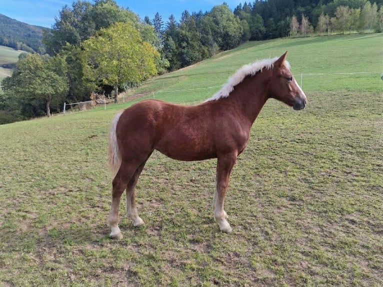 Trait de la Forêt Noire Jument Poulain (04/2026) Alezan brûlé in Elzach