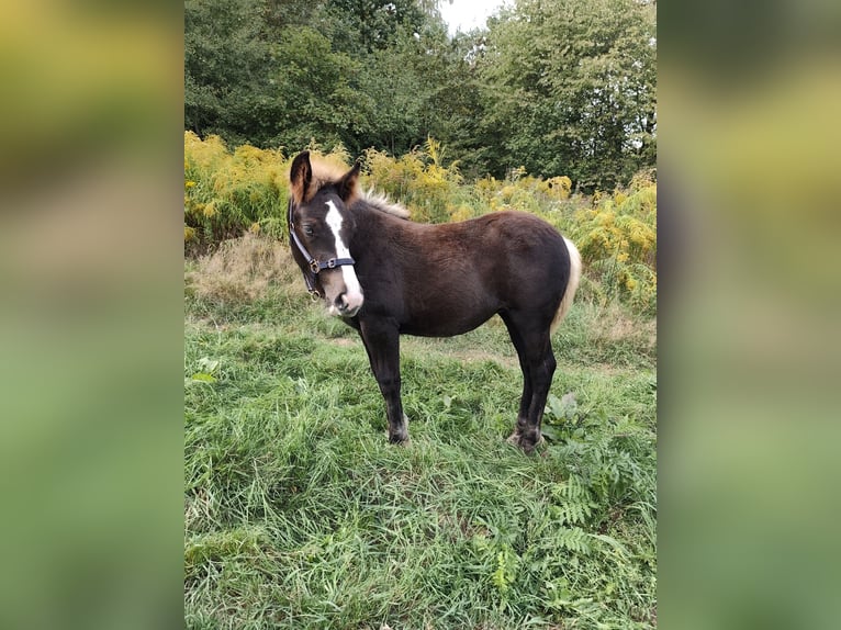 Trait de la Forêt Noire Jument Poulain (05/2026) Alezan brûlé in Mandelbachtal