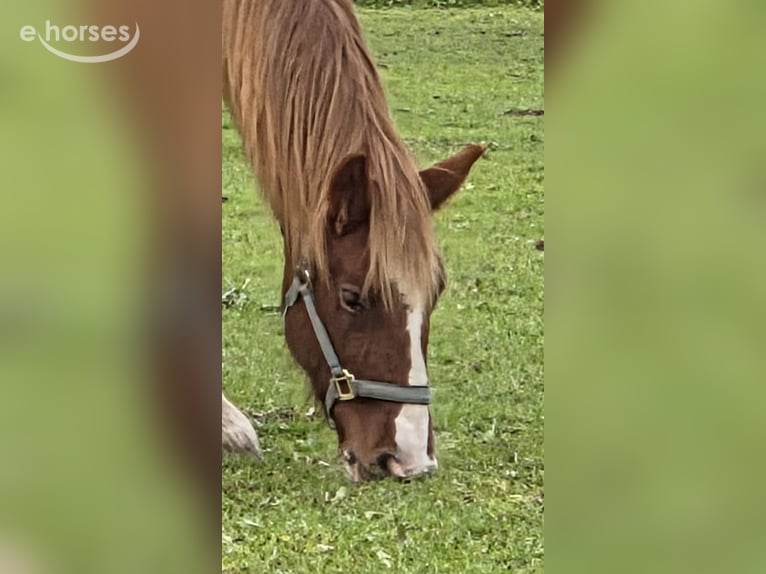 Trait du Schleswig Étalon 1 Année Alezan in Preetz