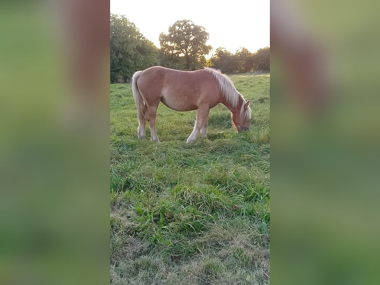 Trait du Schleswig Étalon 2 Ans 156 cm Alezan in Reher