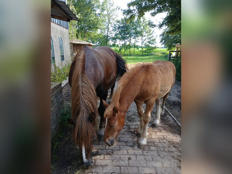 Trait du Schleswig Étalon Poulain (03/2025) 128 cm Alezan in Immenstedt