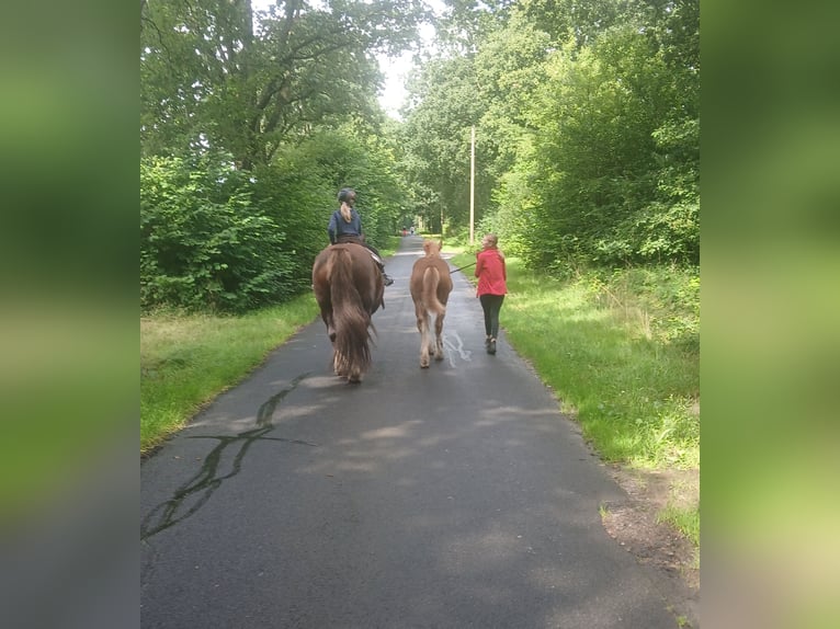 Trait du Schleswig Étalon Poulain (03/2025) 128 cm Alezan in Immenstedt