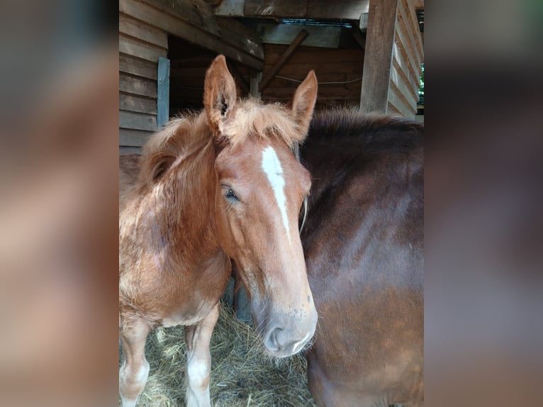 Trait du Schleswig Étalon Poulain (03/2025) 128 cm Alezan in Immenstedt