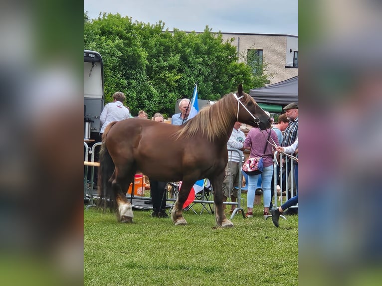 Trait du Schleswig Étalon Poulain (03/2025) 128 cm Alezan in Immenstedt