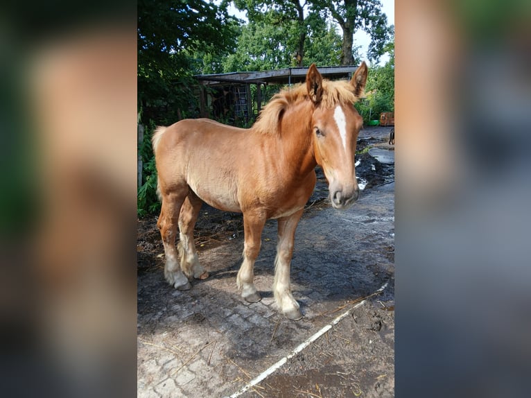 Trait du Schleswig Étalon Poulain (03/2025) 128 cm Alezan in Immenstedt